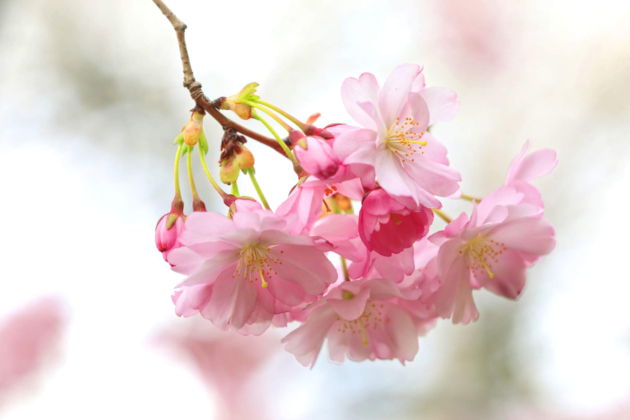 Buffalo’s Cherry Blossom Festival…April 29 -May 3